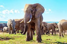 Nature animals & people belong together (No poaching)